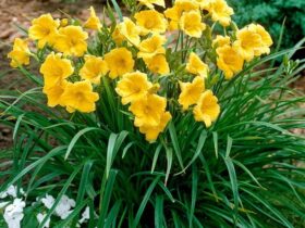 plant