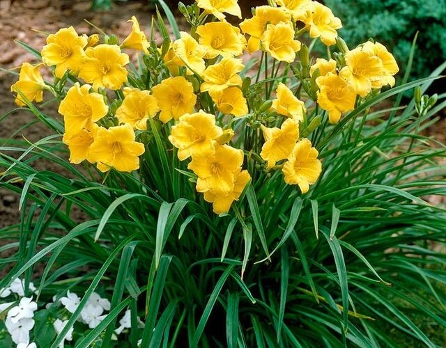 plant